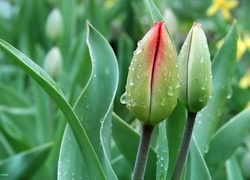 Oryginalny obrazek