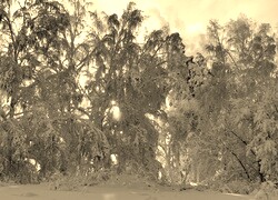 Sepia
