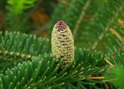 Oryginalny obrazek