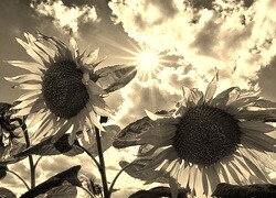 Szary + Sepia