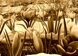 Sepia