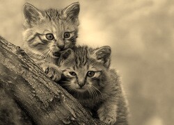 Szary + Sepia