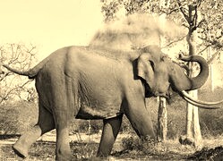 Szary + Sepia