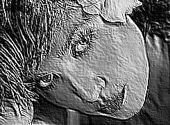 Skamielina