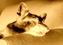 Sepia + Negatyw
