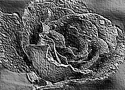 Skamielina