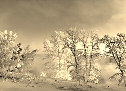 Szary + Sepia