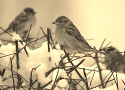 Szary + Sepia