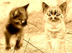 Sepia + Negatyw