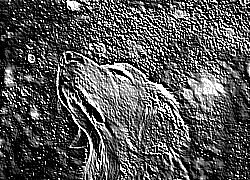 Skamielina