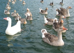 Oryginalny obrazek