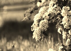 Szary + Sepia