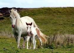 Oryginalny obrazek