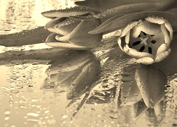 Szary + Sepia