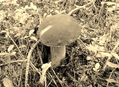 Szary + Sepia