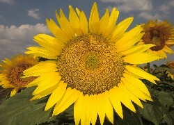 Oryginalny obrazek