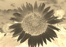 Sepia + Negatyw