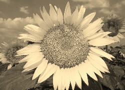 Szary + Sepia
