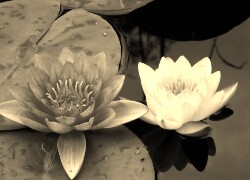 Szary + Sepia