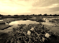 Szary + Sepia