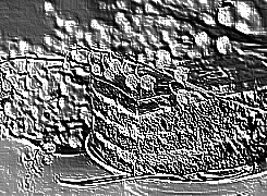 Skamielina