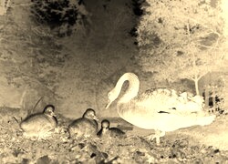 Sepia + Negatyw