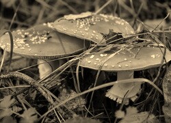 Szary + Sepia