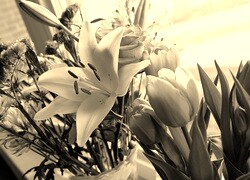 Szary + Sepia
