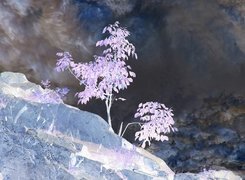 Negatyw