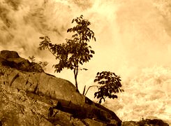 Sepia