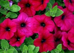 Oryginalny obrazek