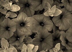 Szary + Sepia