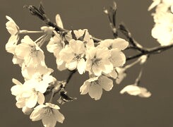 Szary + Sepia