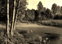 Szary + Sepia