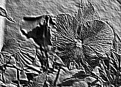 Skamielina