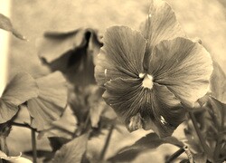Szary + Sepia