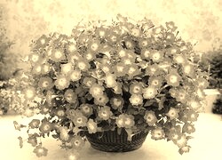 Szary + Sepia