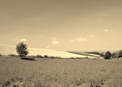 Szary + Sepia