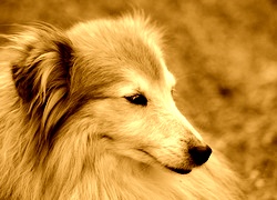 Sepia