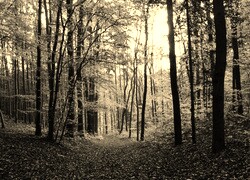 Szary + Sepia