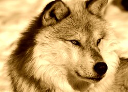 Sepia