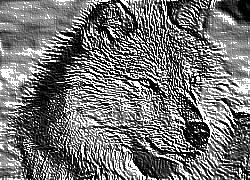 Skamielina