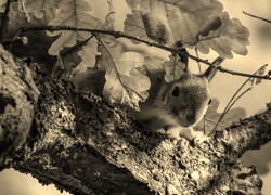 Szary + Sepia