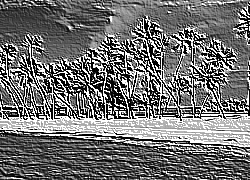 Skamielina