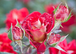Oryginalny obrazek