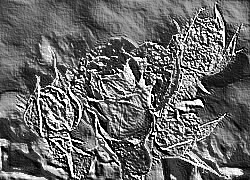 Skamielina
