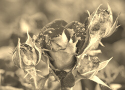 Szary + Sepia