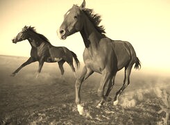 Szary + Sepia