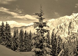 Szary + Sepia