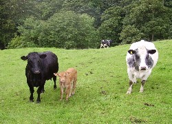 Oryginalny obrazek